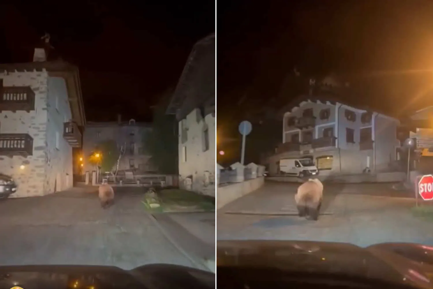 Insegue un orso tra le case in Valtellina con l'auto puntandogli i fari addosso: la folle corsa per un pugno di like