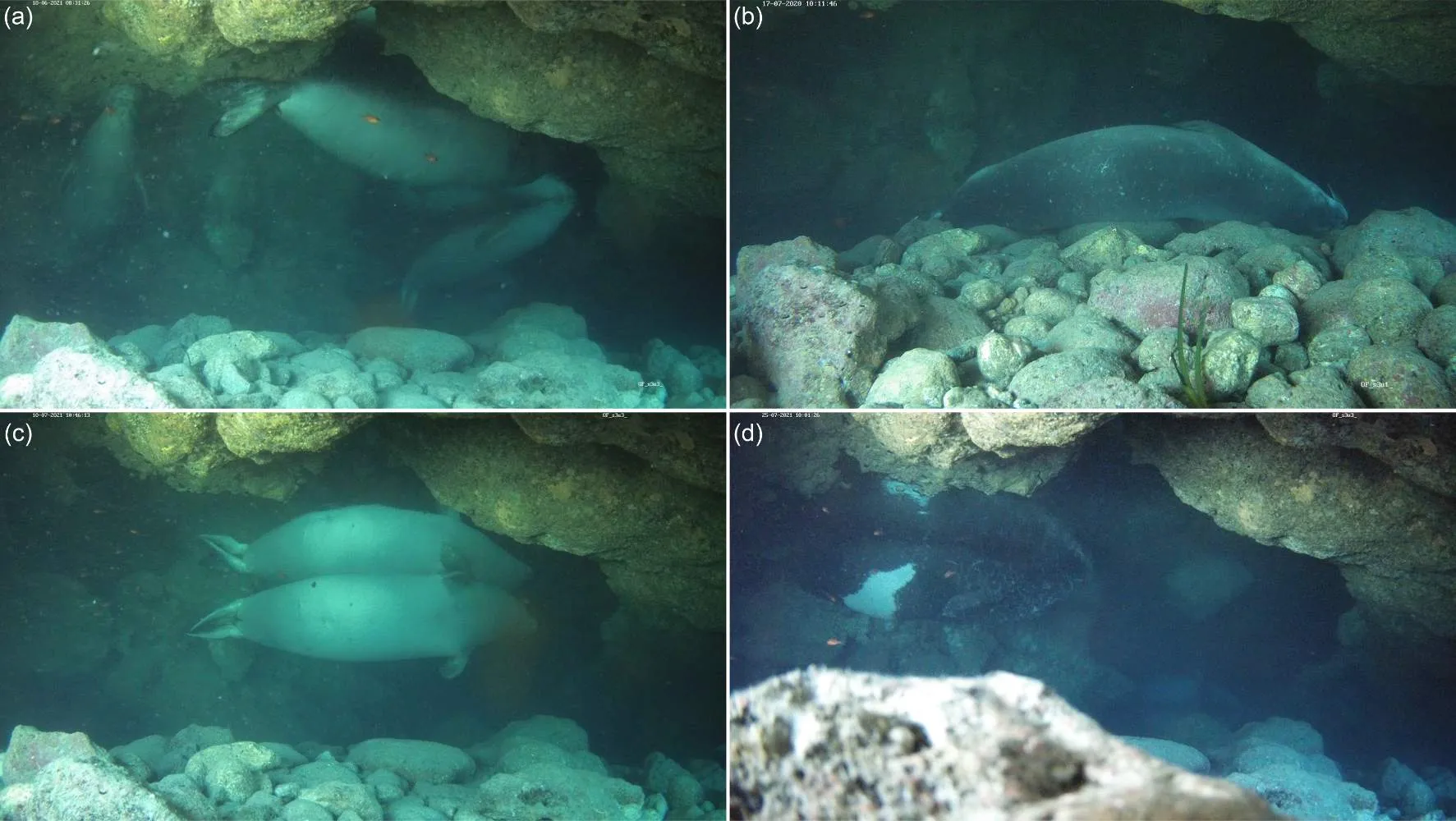 Stiamo costringendo le foche monache a nascondersi in grotte sommerse per evitare il turismo di massa: la scoperta in Grecia