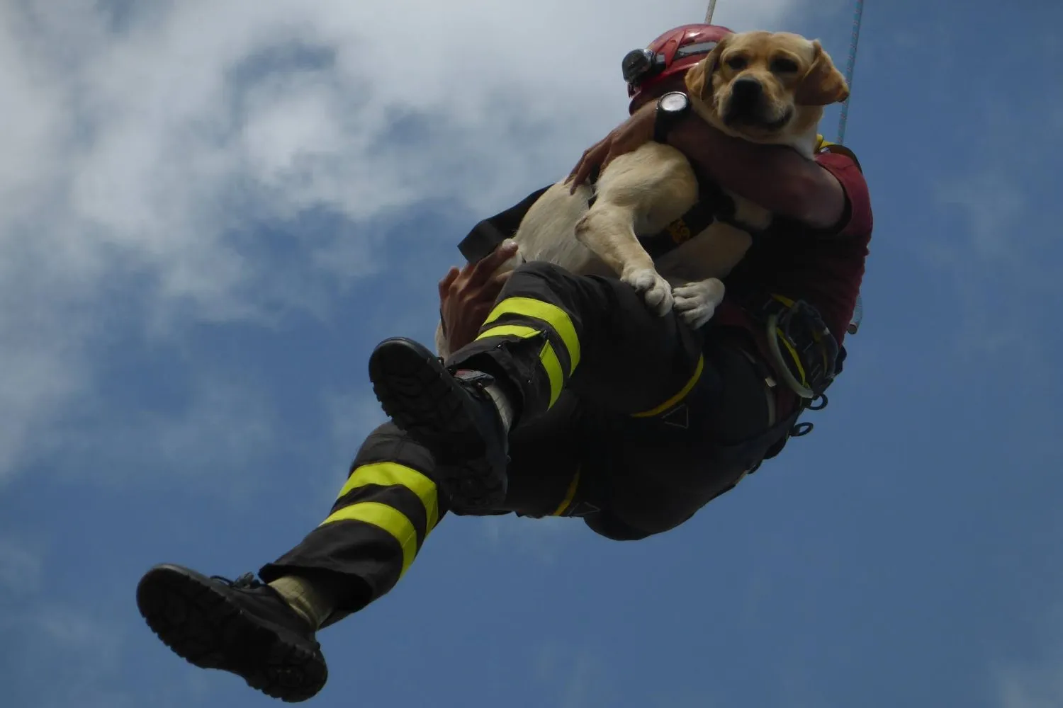 Addio a Marley, il cane eroe dei Vigili del Fuoco che ha salvato vite dalle macerie del sisma del 2016 e del ponte Morandi