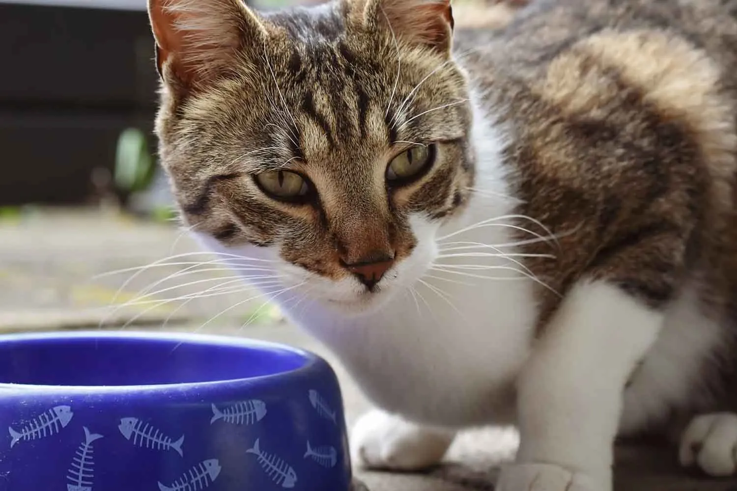Da Sheba a Purina: questi sono i migliori paté per gatti secondo Altroconsumo (e c'è anche Eurospin)