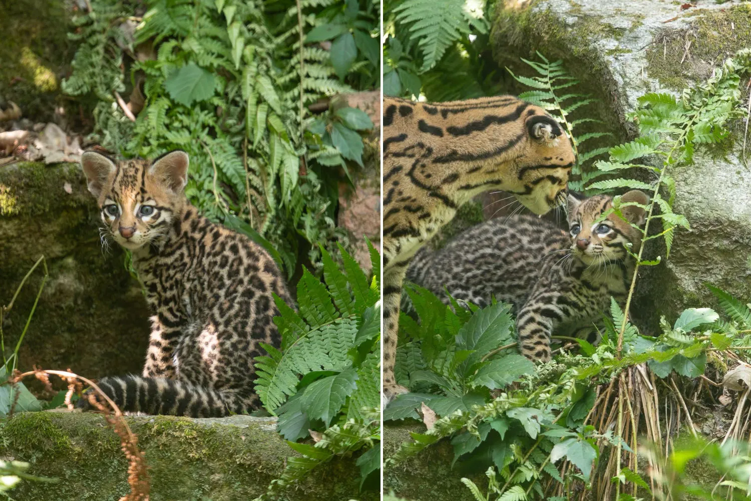 Nato un tenero cucciolo di ocelot al Parco La Torbiera (ma non vedrà mai il suo habitat naturale)