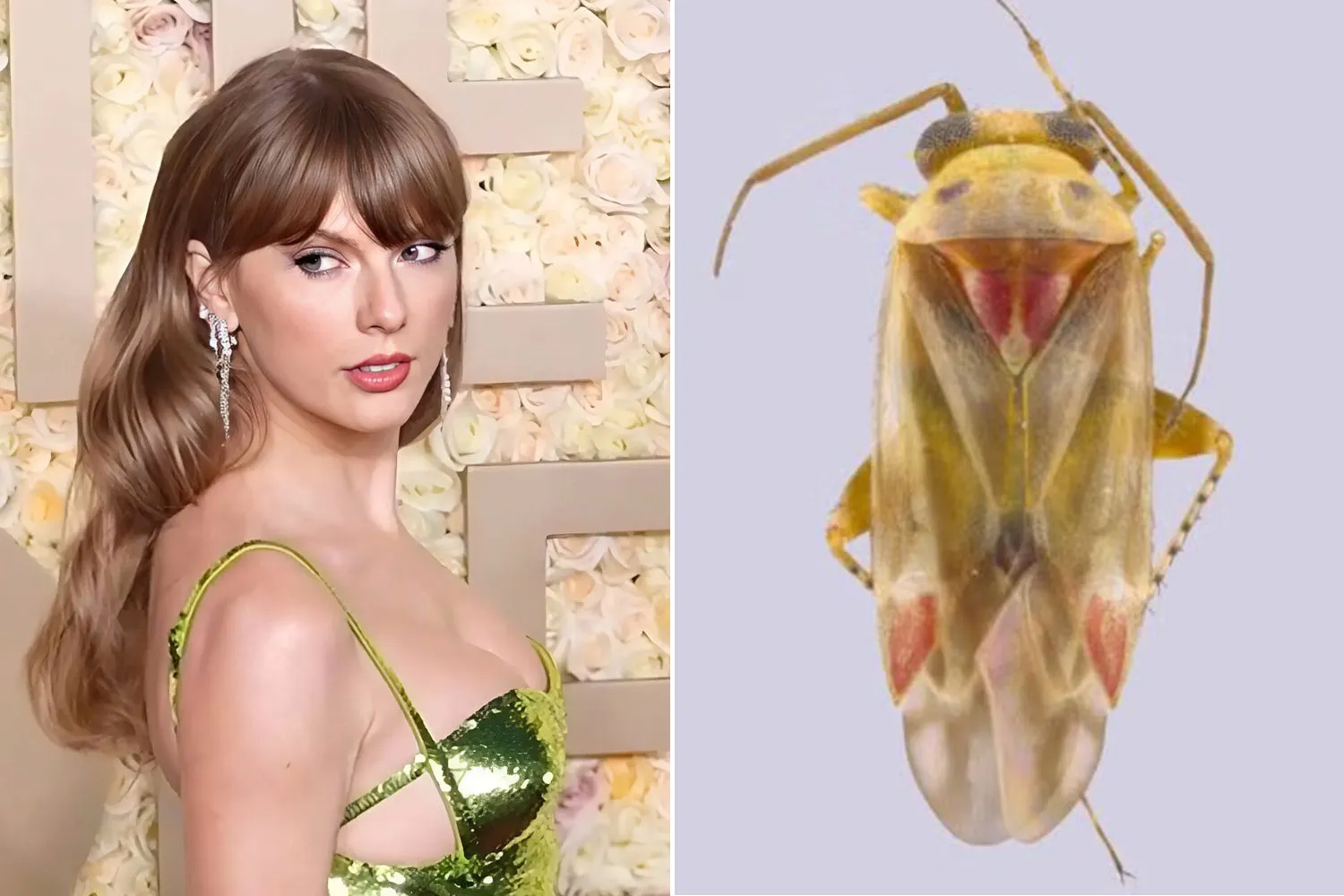 Scoperte nuove specie di insetti in Australia e i ricercatori li hanno chiamati come Taylor Swift: ecco perché