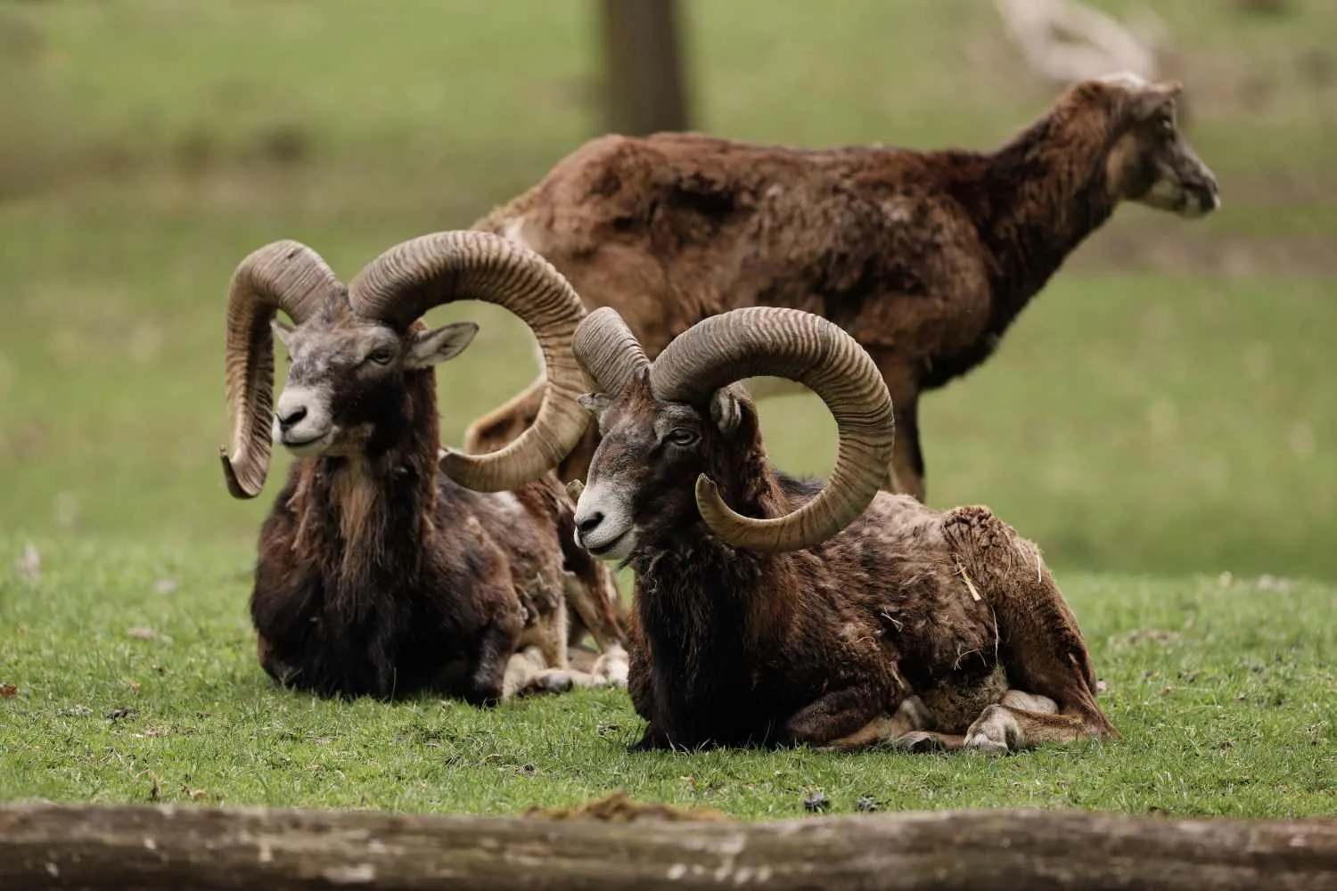 In Trentino inizia la mattanza: via libera alla caccia ai mufloni, si potranno uccidere anche migliaia di cervi, camosci e caprioli