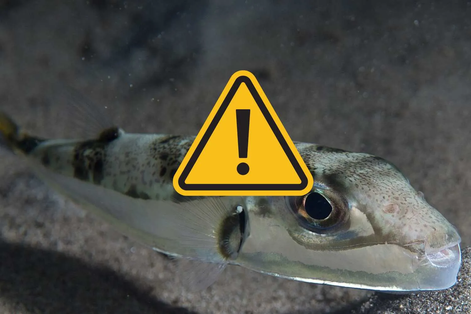 Allarme per l’invasione del pesce palla nel Mediterraneo, può essere letale (anche per gli umani): cosa fare in caso di morso