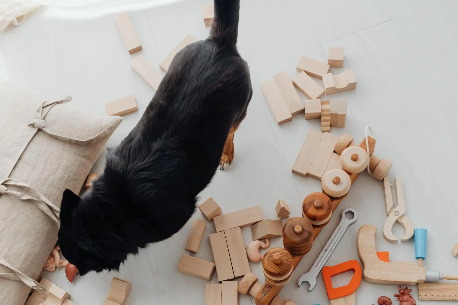 Sai perché i cani ci aiutano a cercare gli oggetti persi mentre i gatti restano a guardare indifferenti?