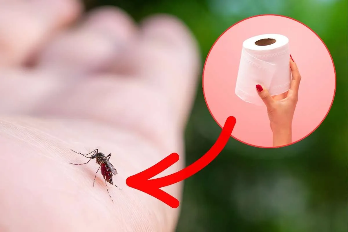 Eliminare definitivamente le zanzare si può e basta un comune rotolo di carta igienica – Ecoblog
