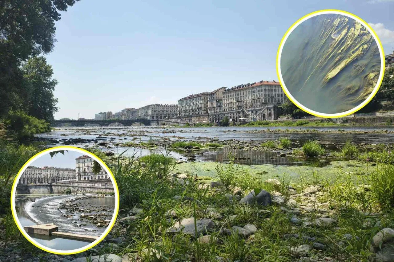 Il Po a secco si trasforma in una distesa di alghe (e il Piemonte senza acqua chiede aiuto): ti mostro l'agonia del grande fiume