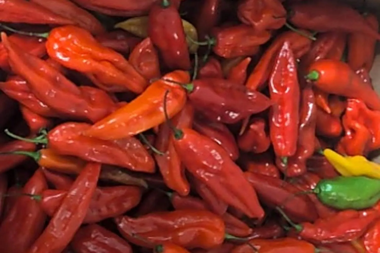 Richiamato peperoncino dai supermercati per residui di pesticida oltre i limiti: il lotto da non consumare