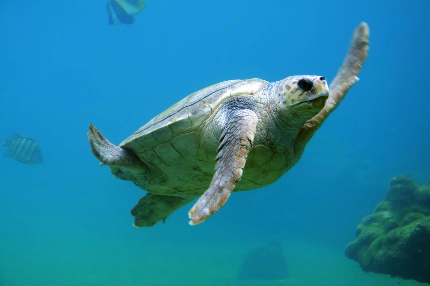 Perché le tartarughe marine stanno mordendo i bagnanti in Puglia? Gli esperti spiegano le ragioni (e come comportarsi)