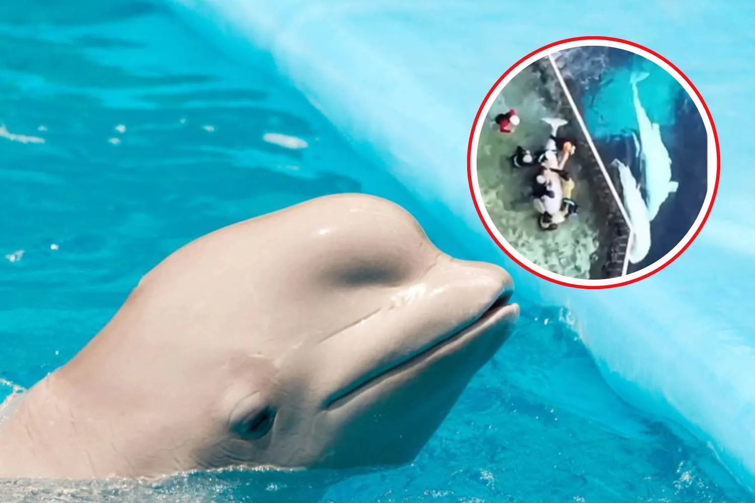 Scampati all’eutanasia, ma condannati a “vivere” in una vasca: è iniziato il maxi trasferimento dei beluga del Marineland