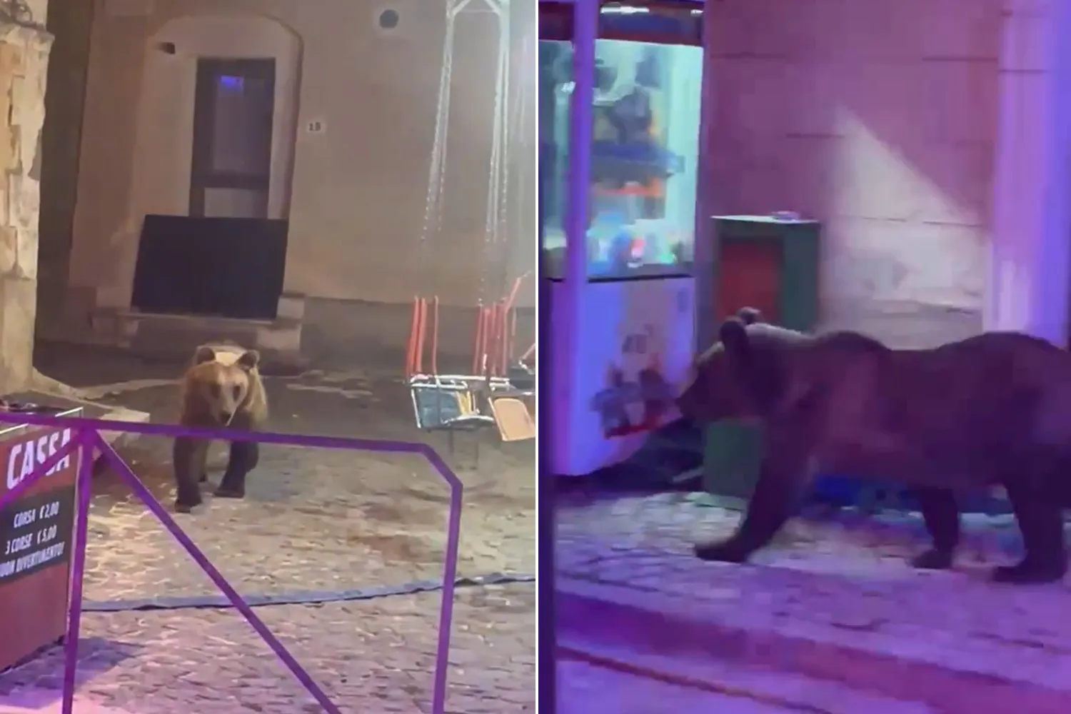 Orso fa irruzione tra le giostre durante la festa in un borgo abruzzese, il sindaco: “non avvicinatevi e non lasciate cibo in strada”