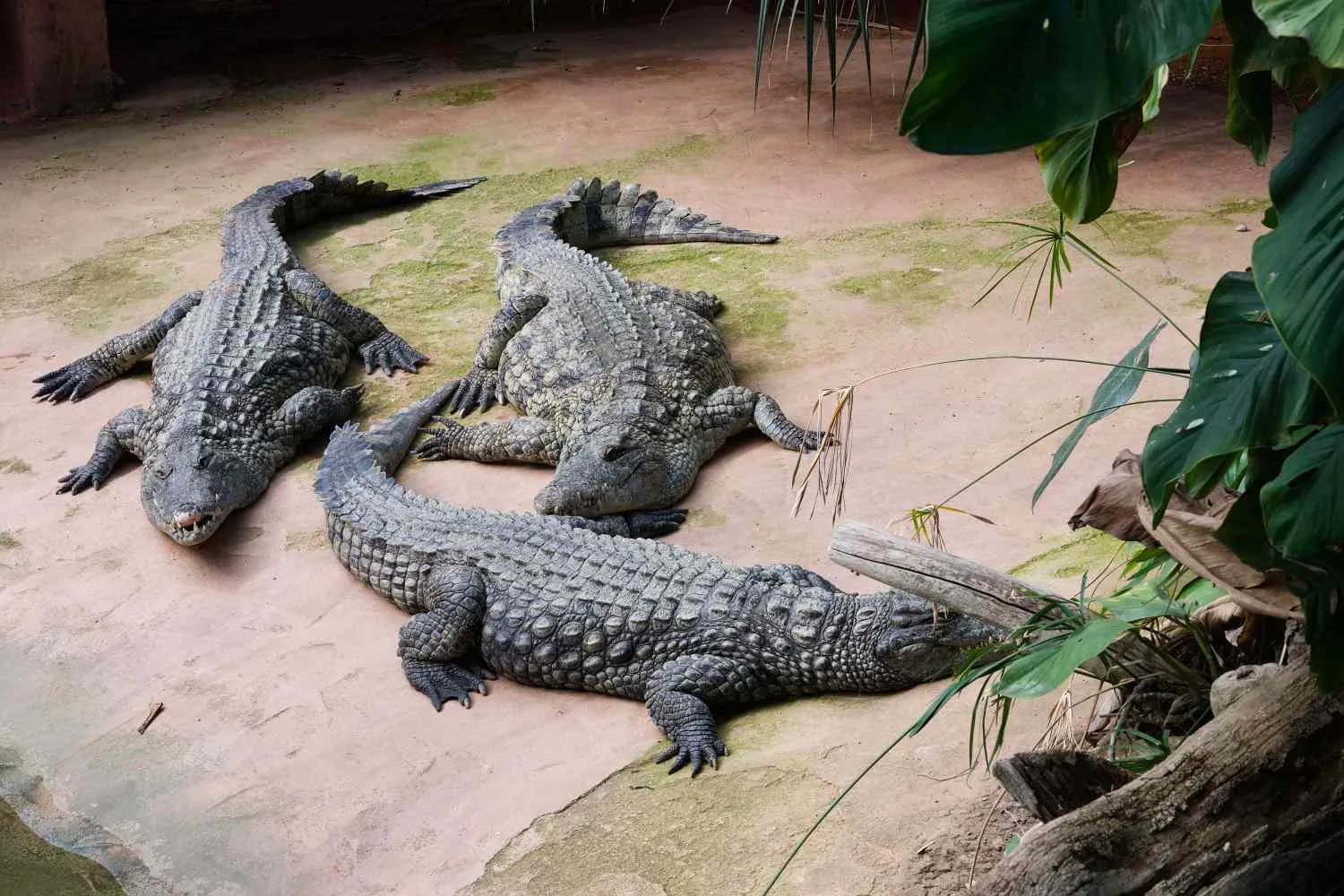 Follia in uno zoo inglese: spinge un bimbo di 3 anni nel recinto dei coccodrilli, il piccolo è gravissimo