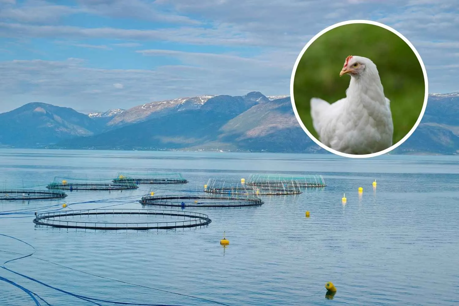 Ossa e scarti di pollo: ecco come stanno nutrendo i salmoni d’allevamento (ma non lo leggerai nelle etichette)
